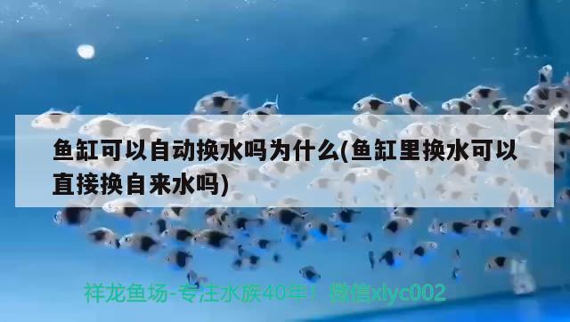 魚缸可以自動換水嗎為什么(魚缸里換水可以直接換自來水嗎)