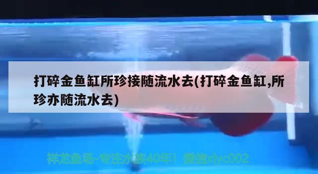 打碎金魚缸所珍接隨流水去(打碎金魚缸,所珍亦隨流水去) 南美異型魚