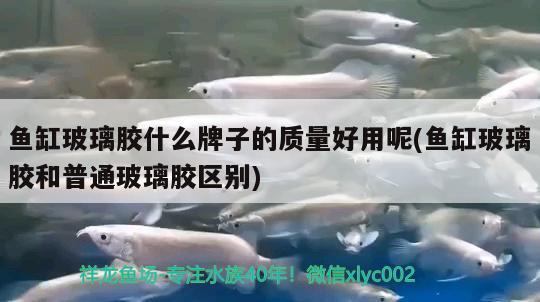 魚(yú)缸玻璃膠什么牌子的質(zhì)量好用呢(魚(yú)缸玻璃膠和普通玻璃膠區(qū)別) 觀賞魚(yú)水族批發(fā)市場(chǎng)