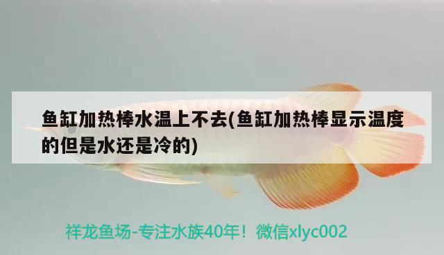 魚缸加熱棒水溫上不去(魚缸加熱棒顯示溫度的但是水還是冷的) 黑水素