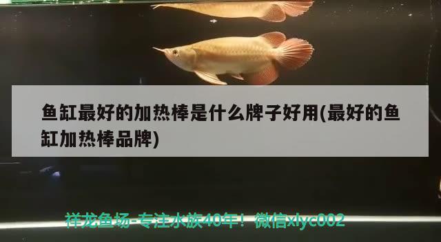 魚缸最好的加熱棒是什么牌子好用(最好的魚缸加熱棒品牌) 一眉道人魚苗