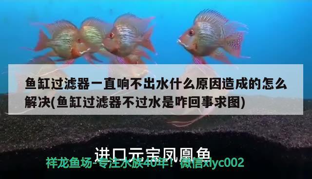 魚缸過濾器一直響不出水什么原因造成的怎么解決(魚缸過濾器不過水是咋回事求圖) 黃金達(dá)摩魚