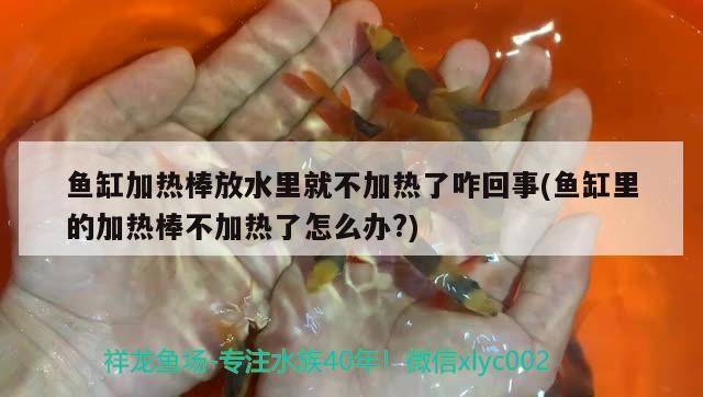 魚缸加熱棒放水里就不加熱了咋回事(魚缸里的加熱棒不加熱了怎么辦?)