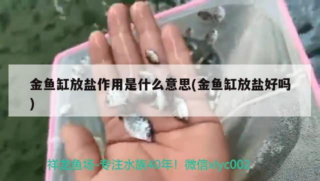 金魚缸放鹽作用是什么意思(金魚缸放鹽好嗎)