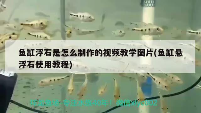 魚缸浮石是怎么制作的視頻教學(xué)圖片(魚缸懸浮石使用教程)