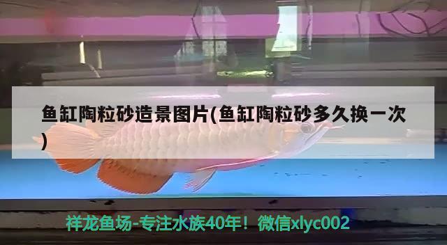 魚缸陶粒砂造景圖片(魚缸陶粒砂多久換一次)