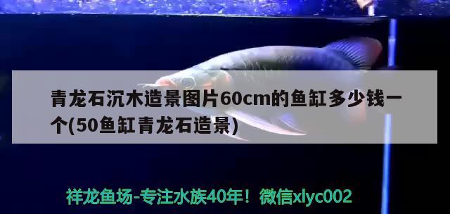 青龍石沉木造景圖片60cm的魚缸多少錢一個(gè)(50魚缸青龍石造景)