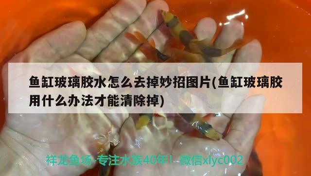 魚缸玻璃膠水怎么去掉妙招圖片(魚缸玻璃膠用什么辦法才能清除掉) 祥龍藍(lán)珀金龍魚