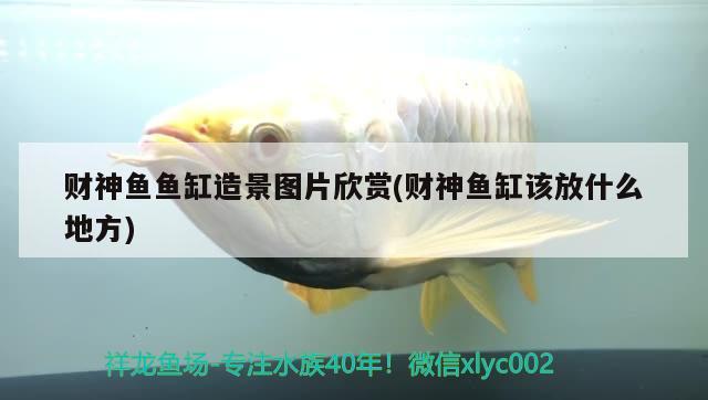 財神魚魚缸造景圖片欣賞(財神魚缸該放什么地方)