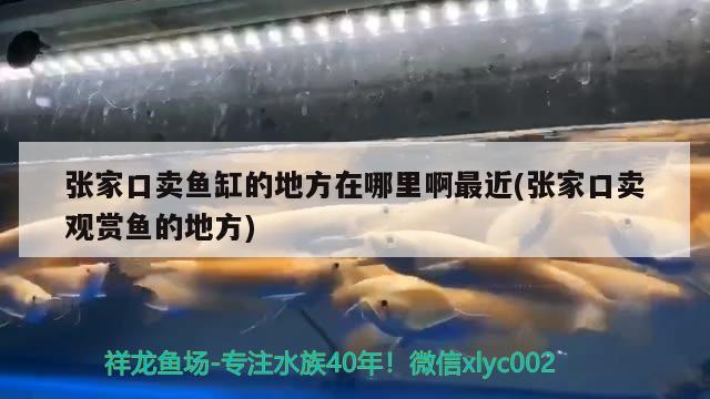 張家口賣魚(yú)缸的地方在哪里啊最近(張家口賣觀賞魚(yú)的地方)