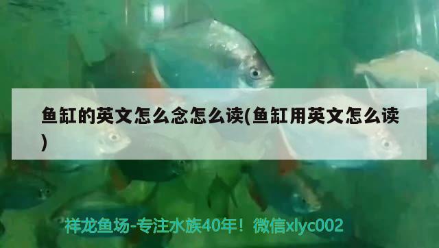 魚缸的英文怎么念怎么讀(魚缸用英文怎么讀) 肥料