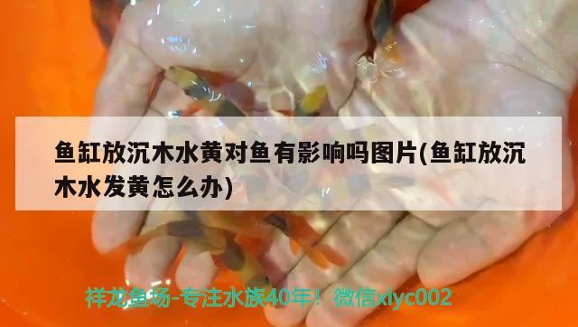 魚缸放沉木水黃對魚有影響嗎圖片(魚缸放沉木水發(fā)黃怎么辦)