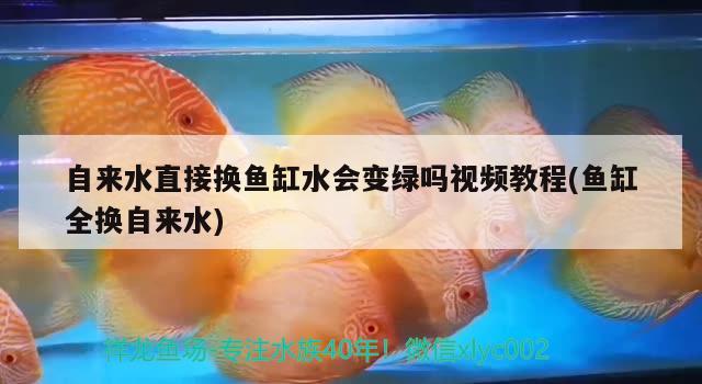 自來水直接換魚缸水會變綠嗎視頻教程(魚缸全換自來水)