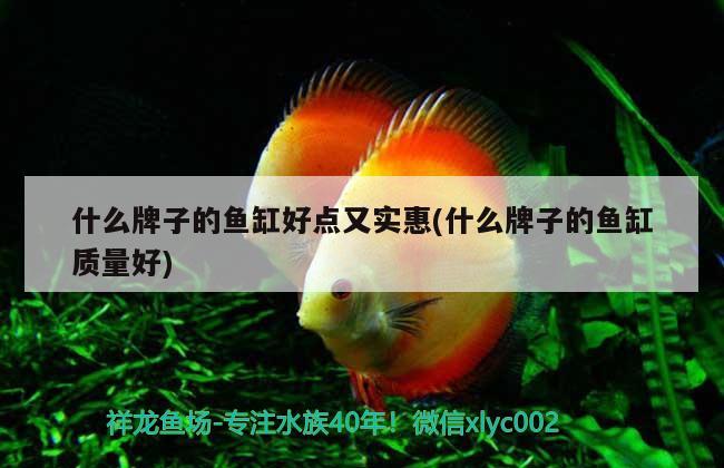 什么牌子的魚缸好點(diǎn)又實(shí)惠(什么牌子的魚缸質(zhì)量好)