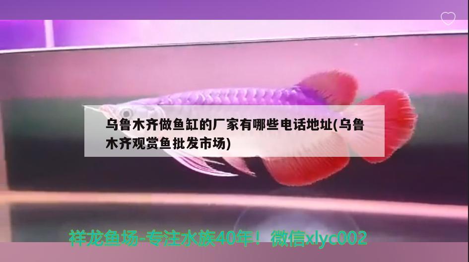 烏魯木齊做魚缸的廠家有哪些電話地址(烏魯木齊觀賞魚批發(fā)市場)