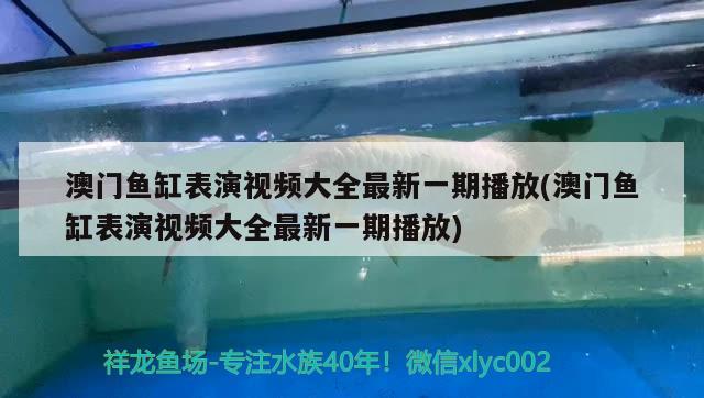 澳門(mén)魚(yú)缸表演視頻大全最新一期播放(澳門(mén)魚(yú)缸表演視頻大全最新一期播放) B級(jí)過(guò)背金龍魚(yú)