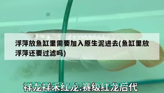 浮萍放魚缸里需要加入原生泥進(jìn)去(魚缸里放浮萍還要過濾嗎)