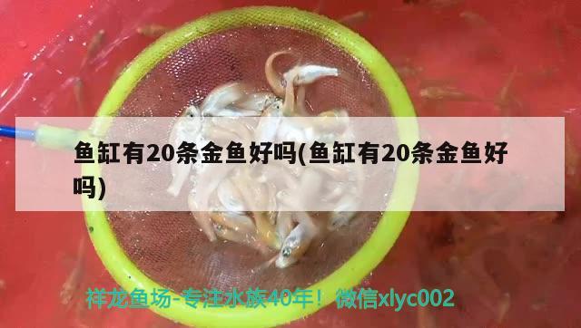 魚缸有20條金魚好嗎(魚缸有20條金魚好嗎) 祥龍進(jìn)口元寶鳳凰魚