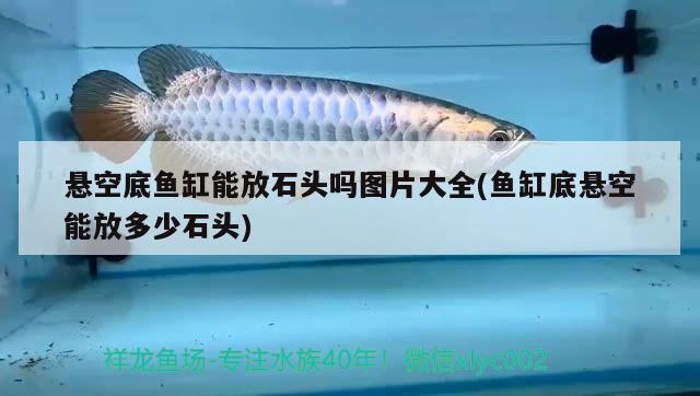 懸空底魚缸能放石頭嗎圖片大全(魚缸底懸空能放多少石頭) 大白鯊魚苗