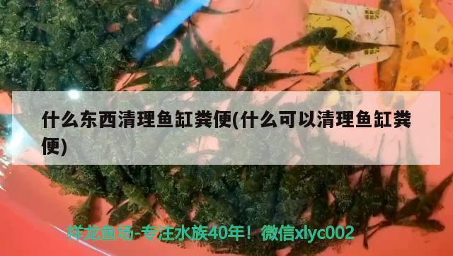 什么東西清理魚缸糞便(什么可以清理魚缸糞便) 過濾設備