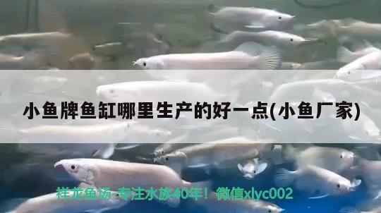 小魚(yú)牌魚(yú)缸哪里生產(chǎn)的好一點(diǎn)(小魚(yú)廠家) 白化火箭