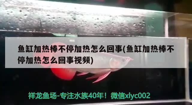 魚缸加熱棒不停加熱怎么回事(魚缸加熱棒不停加熱怎么回事視頻)