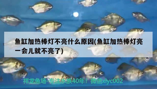 魚缸加熱棒燈不亮什么原因(魚缸加熱棒燈亮一會(huì)兒就不亮了)