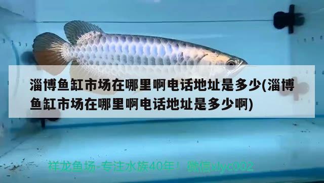 淄博魚缸市場在哪里啊電話地址是多少(淄博魚缸市場在哪里啊電話地址是多少啊) 女王大帆魚苗