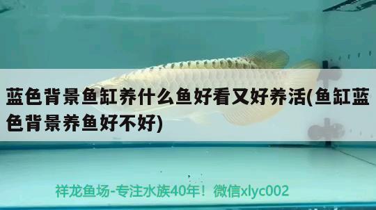 藍色背景魚缸養(yǎng)什么魚好看又好養(yǎng)活(魚缸藍色背景養(yǎng)魚好不好)