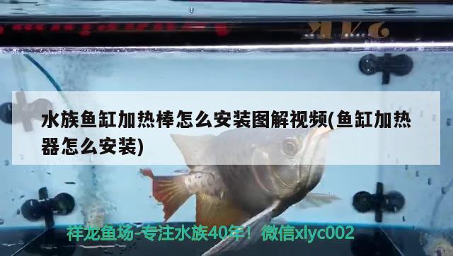 水族魚缸加熱棒怎么安裝圖解視頻(魚缸加熱器怎么安裝) 細(xì)線銀版魚