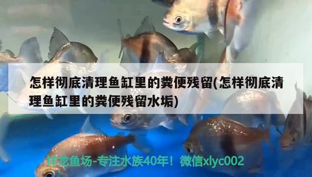 怎樣徹底清理魚缸里的糞便殘留(怎樣徹底清理魚缸里的糞便殘留水垢)