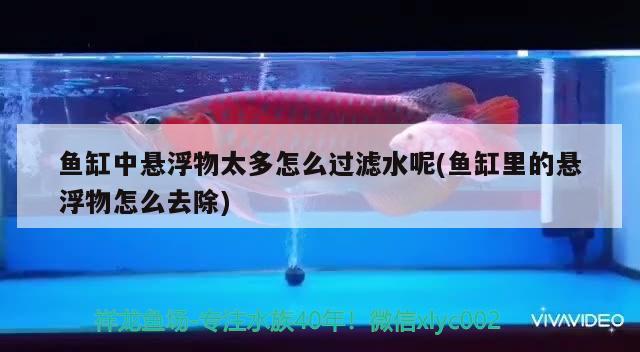 魚缸中懸浮物太多怎么過濾水呢(魚缸里的懸浮物怎么去除) 祥禾Super Red紅龍魚