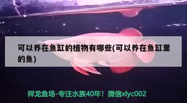 可以養(yǎng)在魚缸的植物有哪些(可以養(yǎng)在魚缸里的魚)