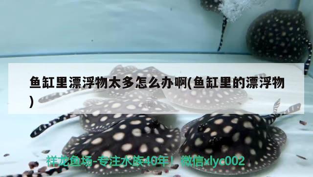 魚缸里漂浮物太多怎么辦啊(魚缸里的漂浮物) 黃金達(dá)摩魚