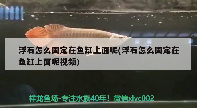 浮石怎么固定在魚缸上面呢(浮石怎么固定在魚缸上面呢視頻)