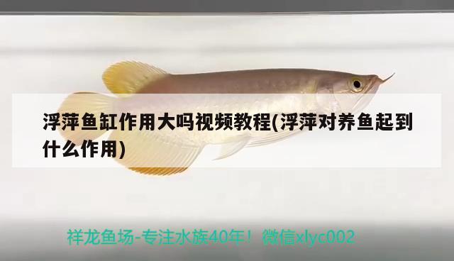 浮萍魚(yú)缸作用大嗎視頻教程(浮萍對(duì)養(yǎng)魚(yú)起到什么作用)