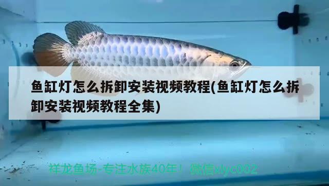 魚缸燈怎么拆卸安裝視頻教程(魚缸燈怎么拆卸安裝視頻教程全集) 赤荔鳳冠魚