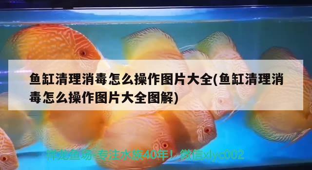 魚缸清理消毒怎么操作圖片大全(魚缸清理消毒怎么操作圖片大全圖解)