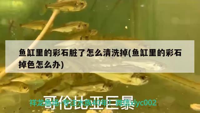 魚缸里的彩石臟了怎么清洗掉(魚缸里的彩石掉色怎么辦) 飛鳳魚苗