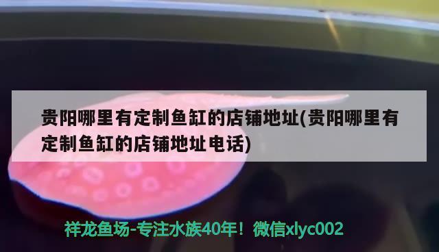 貴陽哪里有定制魚缸的店鋪地址(貴陽哪里有定制魚缸的店鋪地址電話)