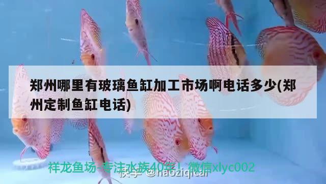 鄭州哪里有玻璃魚缸加工市場啊電話多少(鄭州定制魚缸電話)