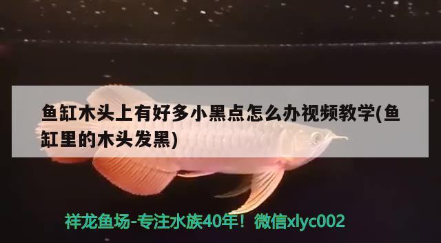 魚缸木頭上有好多小黑點怎么辦視頻教學(魚缸里的木頭發(fā)黑)