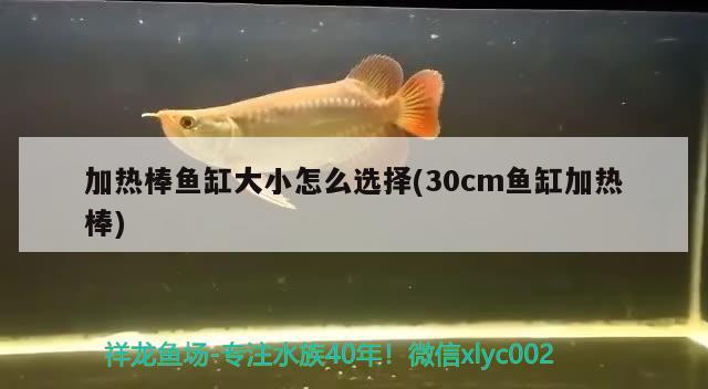 加熱棒魚缸大小怎么選擇(30cm魚缸加熱棒) 檸檬鯽