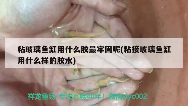 粘玻璃魚缸用什么膠最牢固呢(粘接玻璃魚缸用什么樣的膠水)