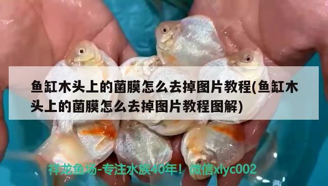 魚缸木頭上的菌膜怎么去掉圖片教程(魚缸木頭上的菌膜怎么去掉圖片教程圖解) 彩鰈魚缸（彩蝶魚缸）