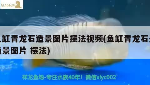 魚缸青龍石造景圖片擺法視頻(魚缸青龍石頭造景圖片擺法)