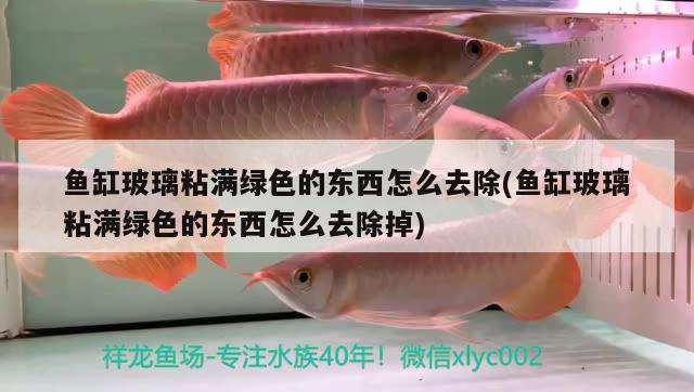 魚缸玻璃粘滿綠色的東西怎么去除(魚缸玻璃粘滿綠色的東西怎么去除掉)