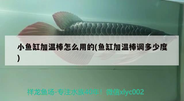 小魚缸加溫棒怎么用的(魚缸加溫棒調多少度)