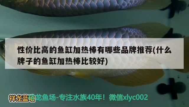 性價比高的魚缸加熱棒有哪些品牌推薦(什么牌子的魚缸加熱棒比較好) 蘇虎苗（蘇門答臘虎魚苗）