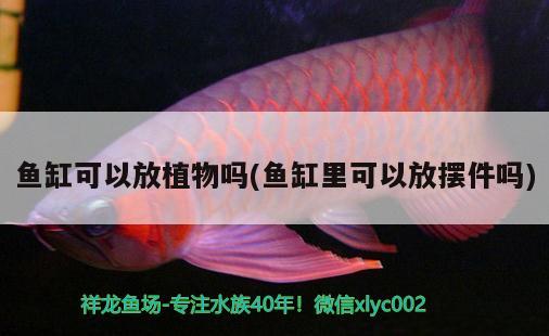 魚缸可以放植物嗎(魚缸里可以放擺件嗎) 孵化器